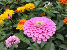 心驰花卉与红星花卉大市场，春节的美丽邂逅红星花卉市场营业时间