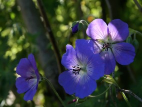 欧诗漫花卉寓意与四川花卉油画供应商的魅力欧诗漫花图片大全